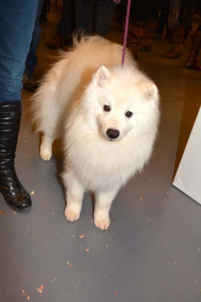 &nbsp;Inu8.  photo by:  Rose Billings/Blacktiemagazine.com