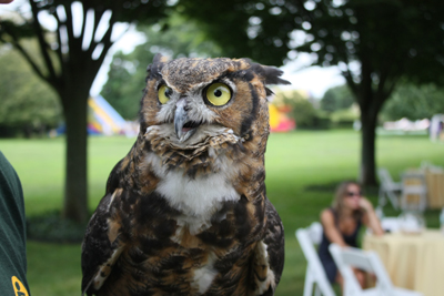  Rescued Owl