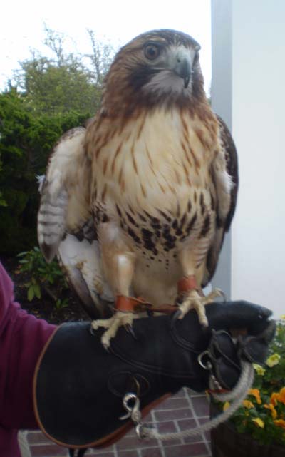 Hawk