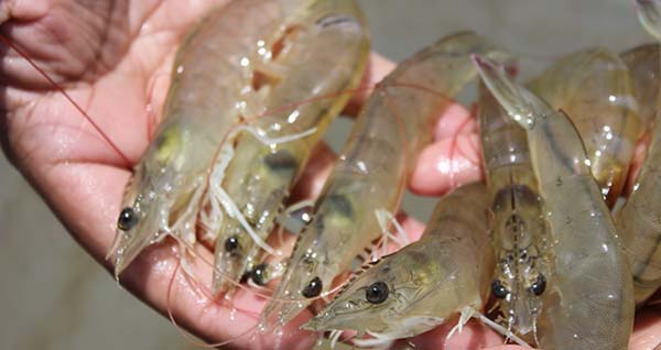 DF Aquaculture Capital Limited
