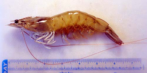 DF Aquaculture Capital Limited