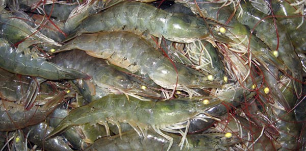 DF Aquaculture Capital Limited