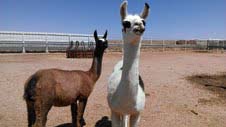 Momma and Baby llamas