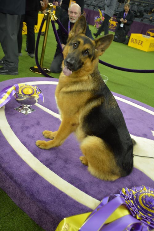 Rumor wins at The Westminster. Photo by: Rose Billings/Blacktiemagazine.com