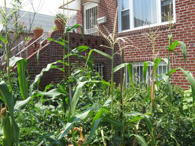 Edible landscaping in East Flatbush.