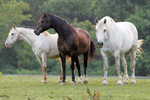Mylestone Equine Recue
