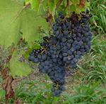 Grape Getaways