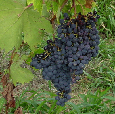 Greenwich Wine Society, LI Wine Country Bus Tour