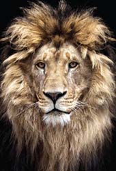 Empowers Africa, Born to be Wild