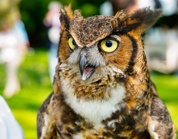 Meep, Rehabilitated Owl at the Evelyn Alexander Wildlife Rescue Center.  Photo by: Rob Rich/ SocietyAllure