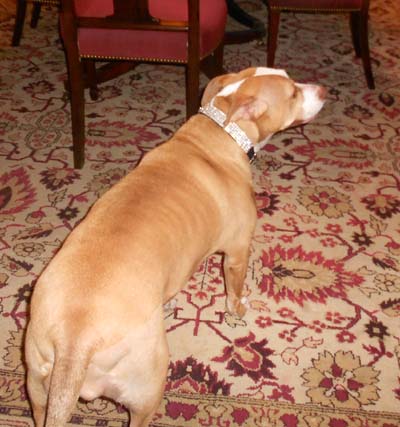 Beautiful "Bela". Photo by: Joyce Brooks/Blacktiemagazine.com