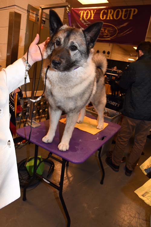 Teddy a Norwegian Elkhound. Photo by: Rose Billings/Blacktiemagazine.com