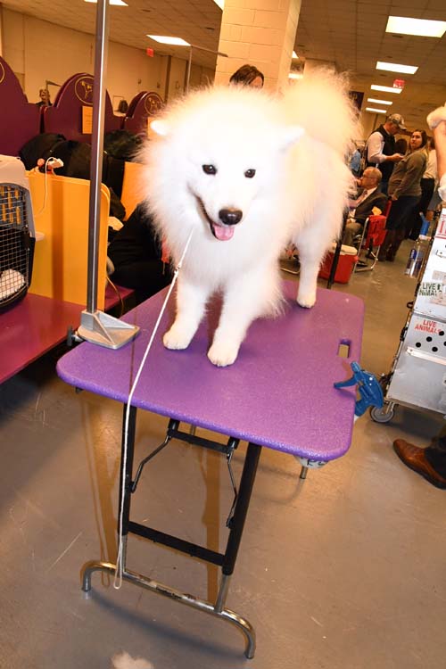 Beautiful Dog 10 years old and a real winner. Photo by: Rose Billings/Blacktiemagazine.com