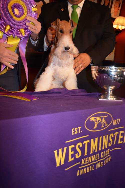 Top Dog Wire Fox Terrier King.  Photo by:  Rose Billings/Blacktiemagazine.com