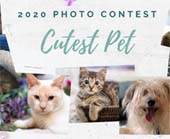 Gifford' s Annual Cutest Pet Photo Contest