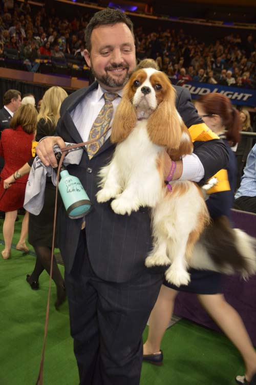 Joshua a Cavalier King Charles.  Photo by:  Rose Billings/Blacktiemagazine.com